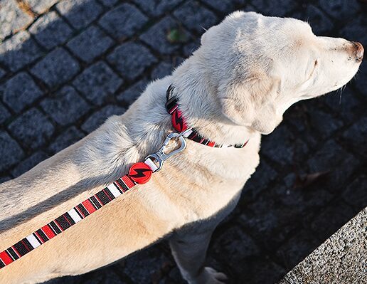 Dashi SLIDE Leash XS - L (120cm x 1-2.5cm)