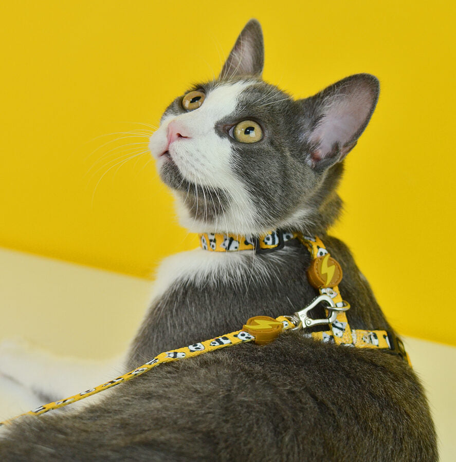 Dashi SNOOZE Cat Harness + Leash