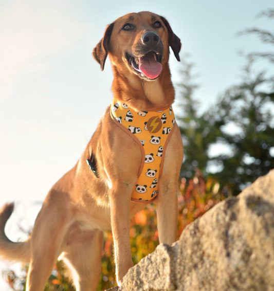 Dashi SNOOZE Reversible NeoMesh Harnesses for Dogs and Cats