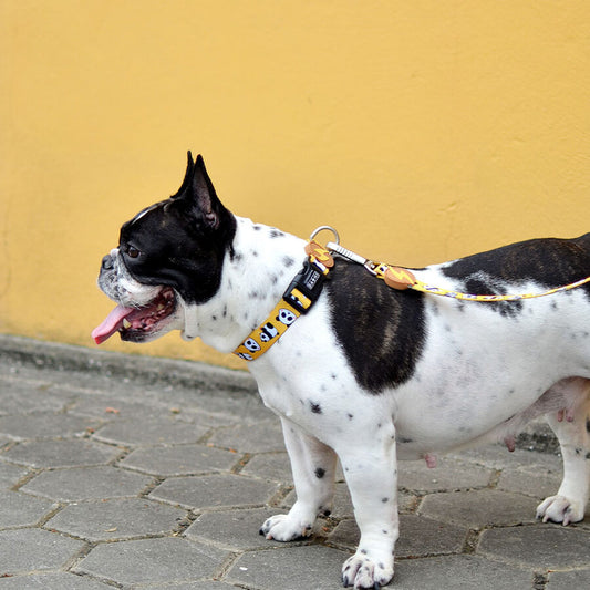 Dashi SNOOZE Collar for Dogs