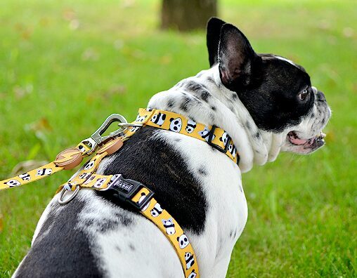 Dashi SNOOZE Back Harness For Dogs XS-L (23-107cm)