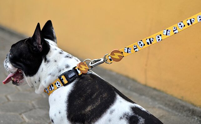 Dashi SNOOZE Leash XS-L (120cm x 1-2.5cm)