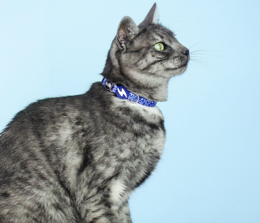 Dashi ZILLJ Cat Collar