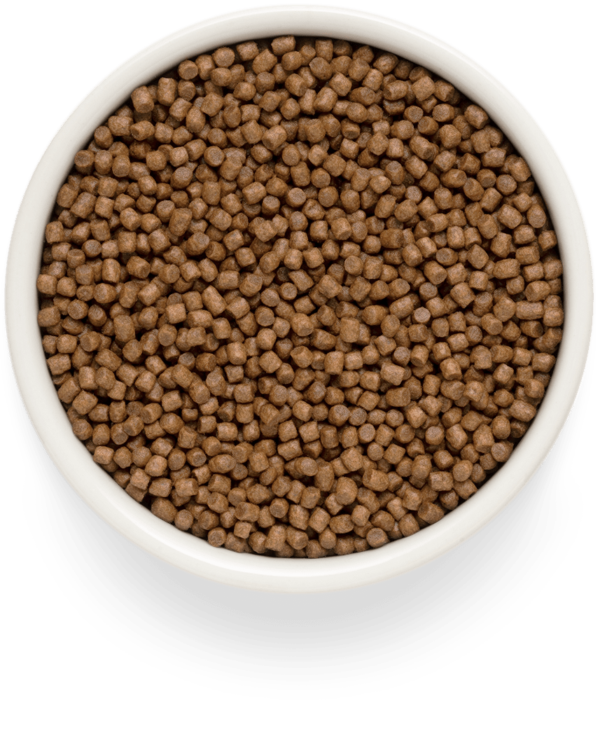 Grandorf Lamb & Potatoes Kitten 2kg