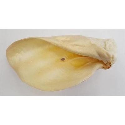 Liellopu ausis (baltas), gab