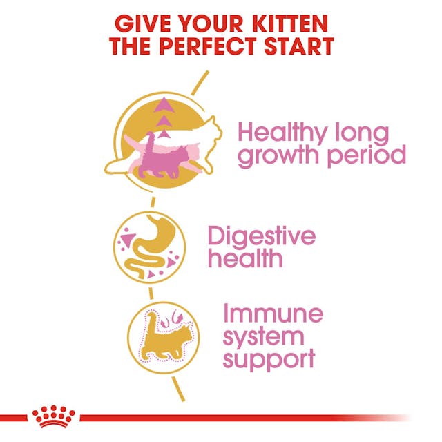 ROYAL CANIN® Maine Coon Kitten Sausā barība meikūnu kaķēniem, 2kg