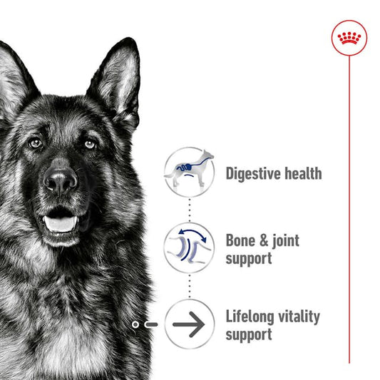 ROYAL CANIN® Maxi Ageing 8+ Sausā barība liela izmēra suņiem senioriem, 15kg