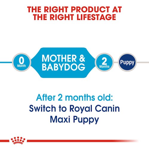 ROYAL CANIN® Maxi Starter Mother&Babydog Sausā barība lielu šķirņu kucēm un kucēniem, 15kg